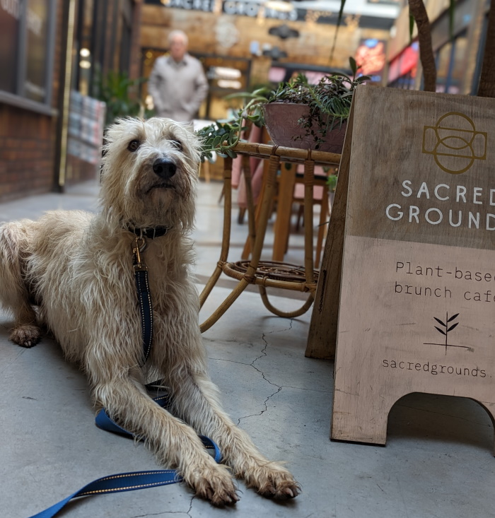 Sacred Grounds Exeter - dog friendly cafe